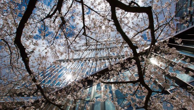 Be part of a spring-time cherry blossom extravaganza