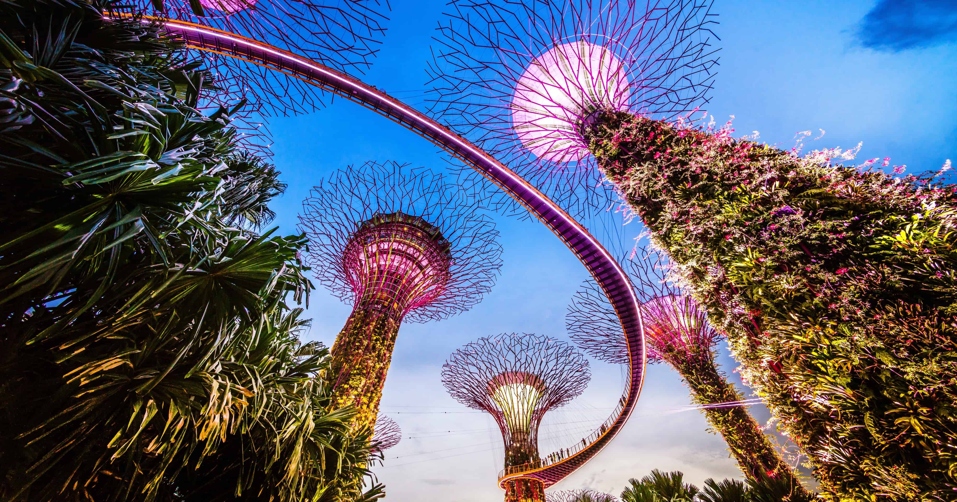 Singapore Supertrees and Skywalk in Gardens by the bay Wayfarer